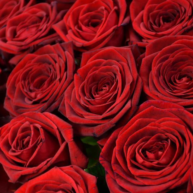 Love To Tango