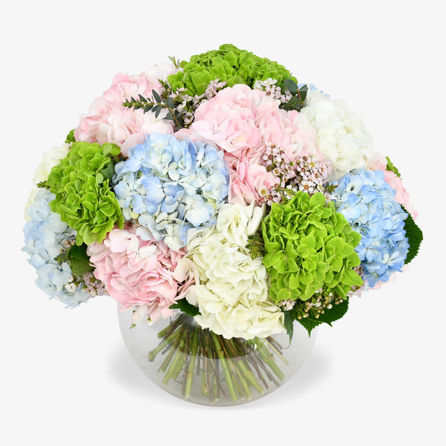 Heavenly Hydrangea