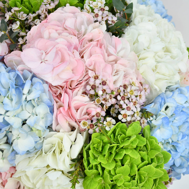 Heavenly Hydrangea