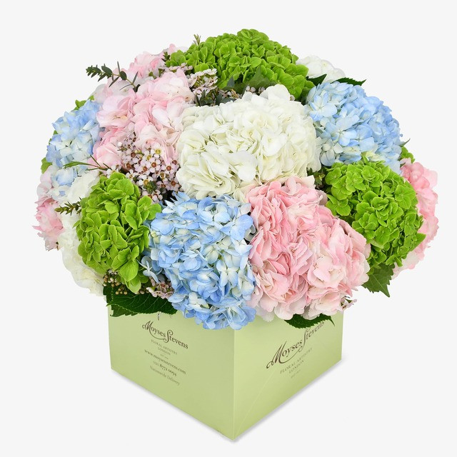 Hydrangea & Dom Perignon