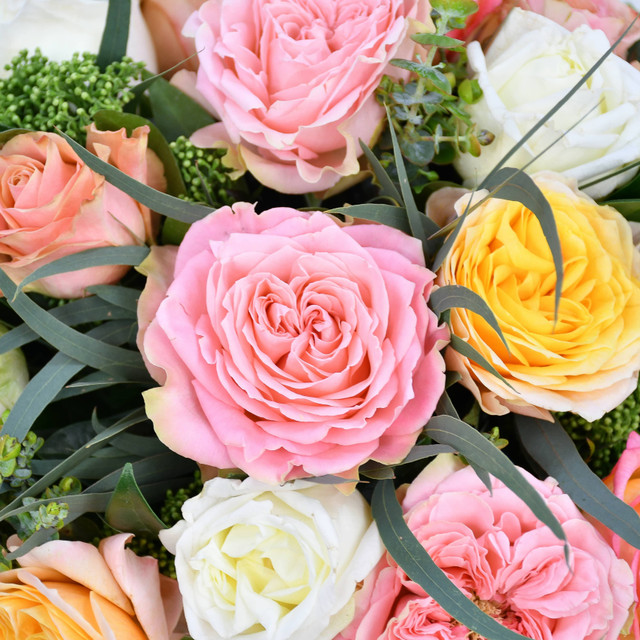 Garden Rose