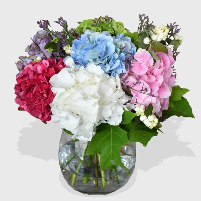 Hydrangea Day Dream