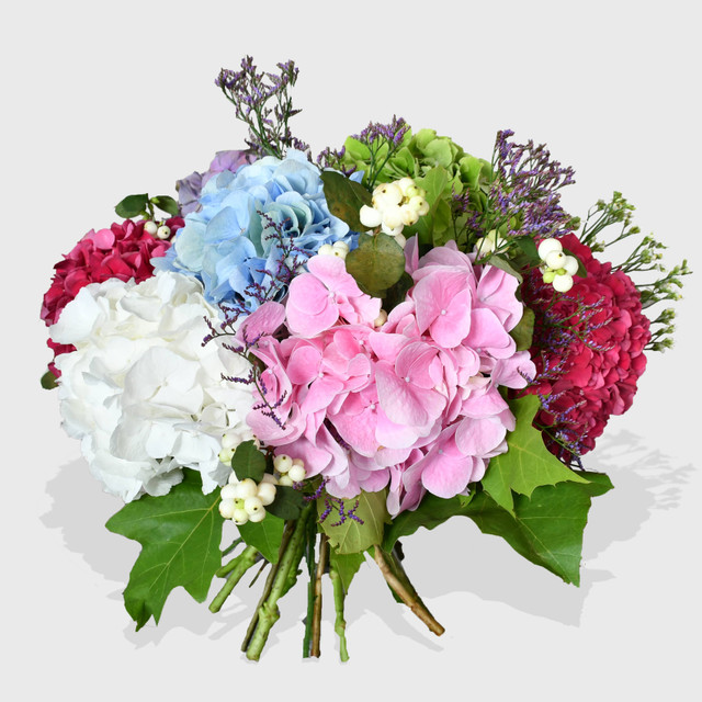 Hydrangea Day Dream