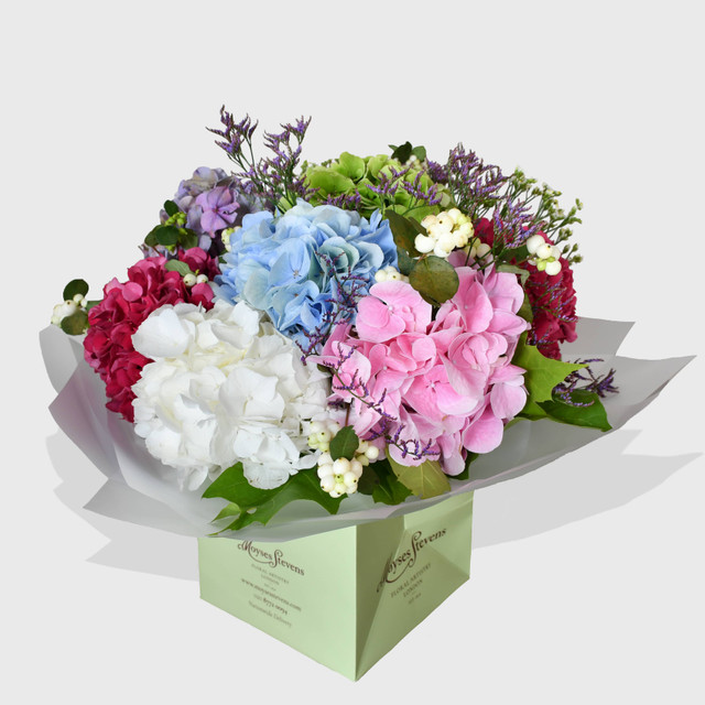 Hydrangea Day Dream