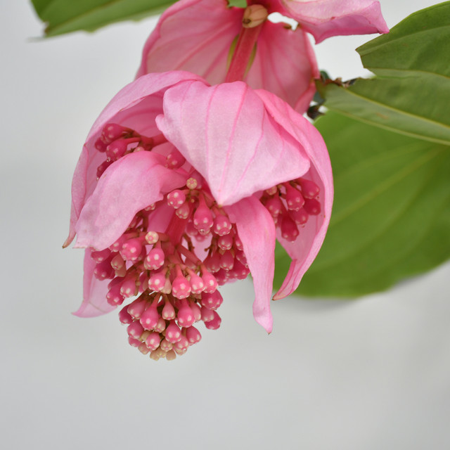 Medinilla Magnifica