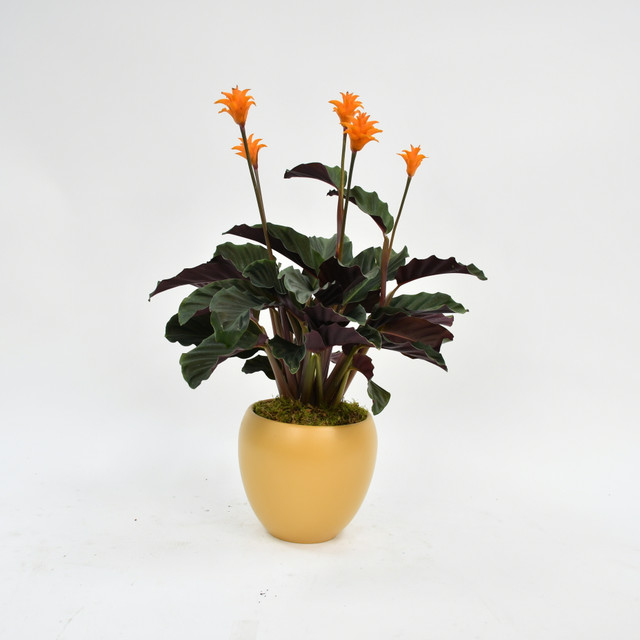 Eternal Flame Plant