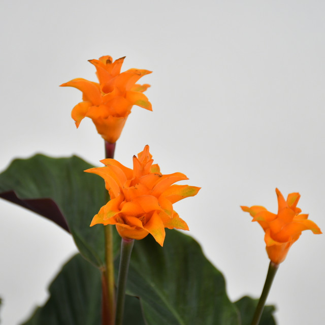 Eternal Flame Plant