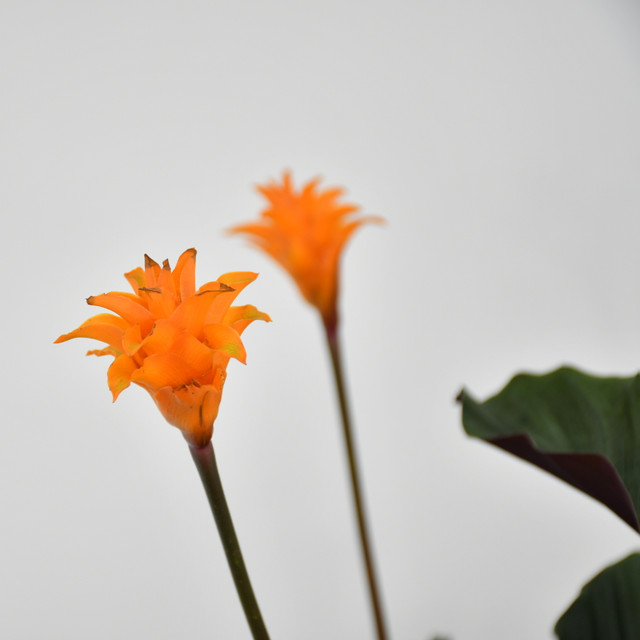 Eternal Flame Plant