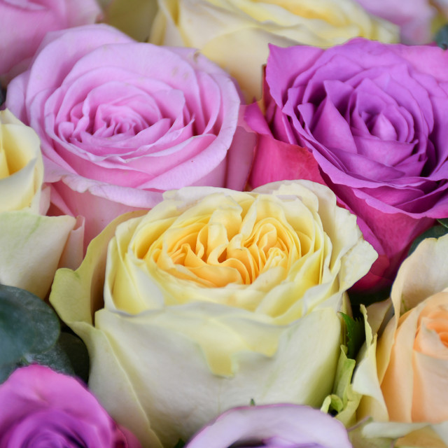 Sweet Rose