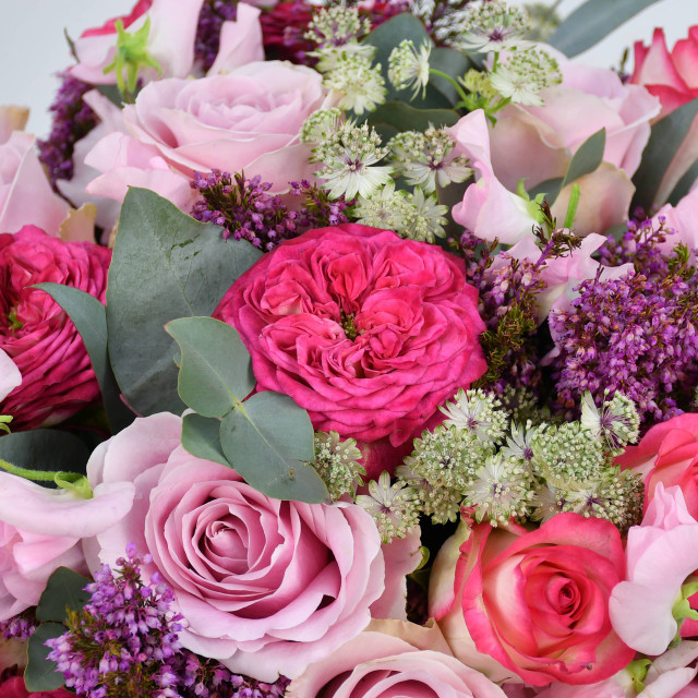 Sweet Passion & Rose