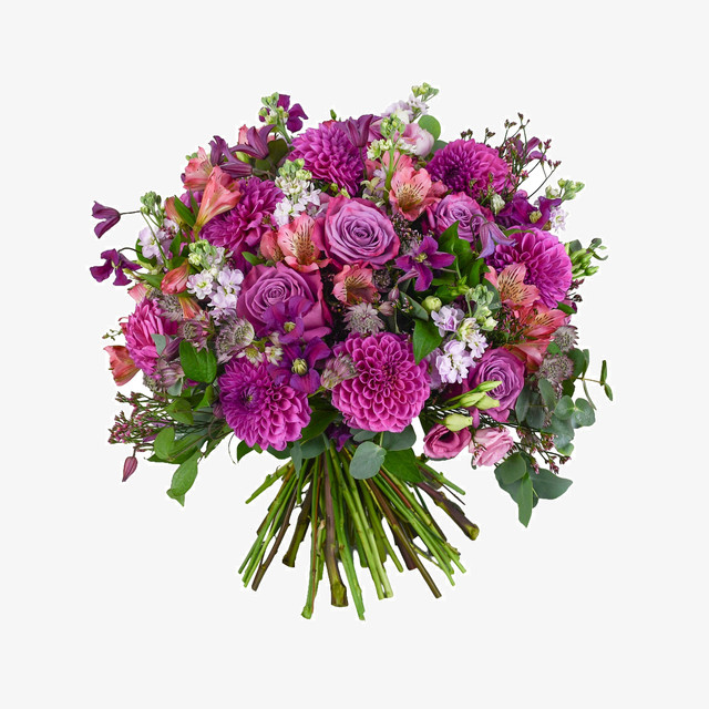 Dahlia Dreams
