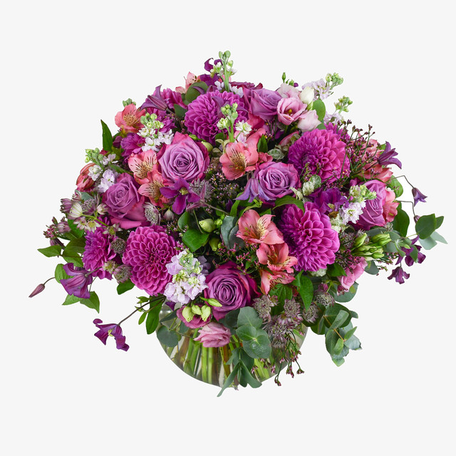 Dahlia Dreams