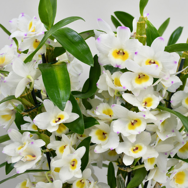 Dendrobium In White