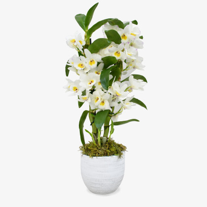 White Dendrobium