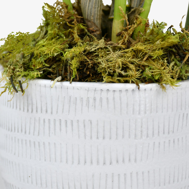 White Dendrobium