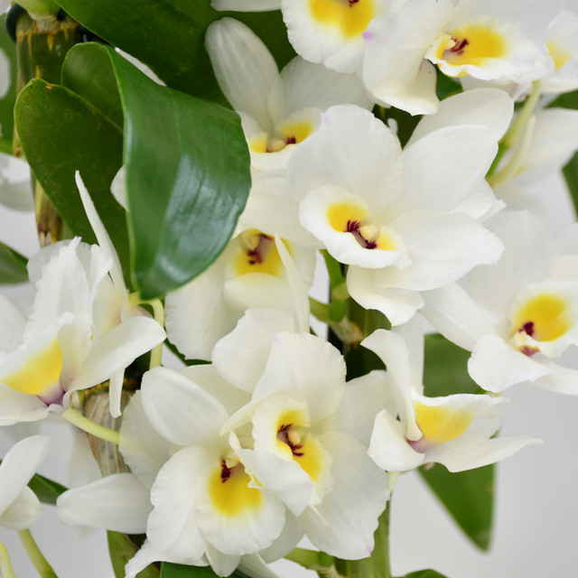 White Dendrobium