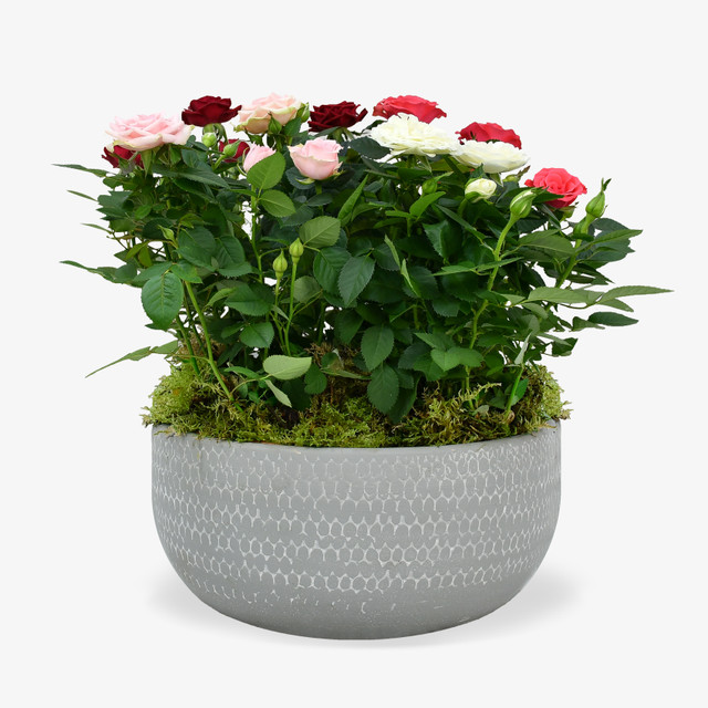 Rose Plant Arrangement