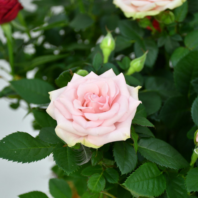 Rose Plant Arrangement