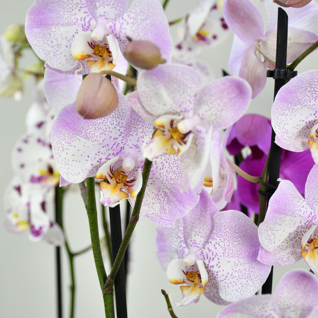Set of 3 Orchids