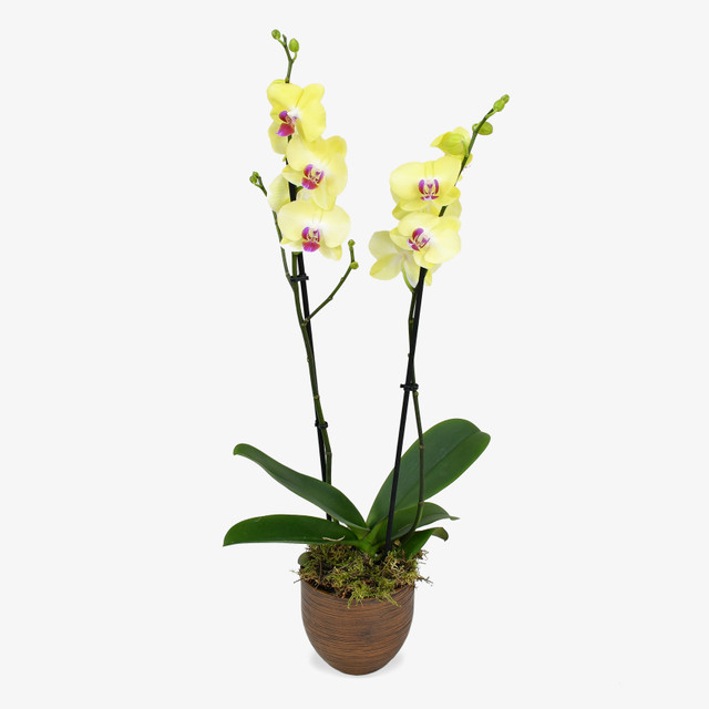 Yellow Orchid