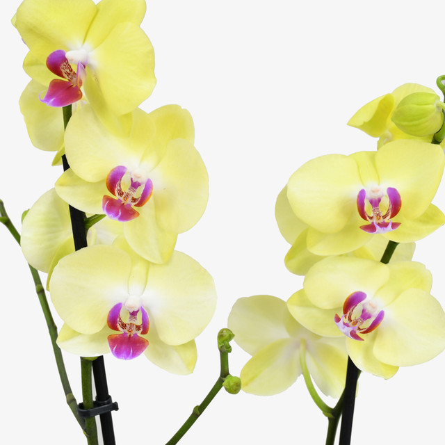 Yellow Orchid