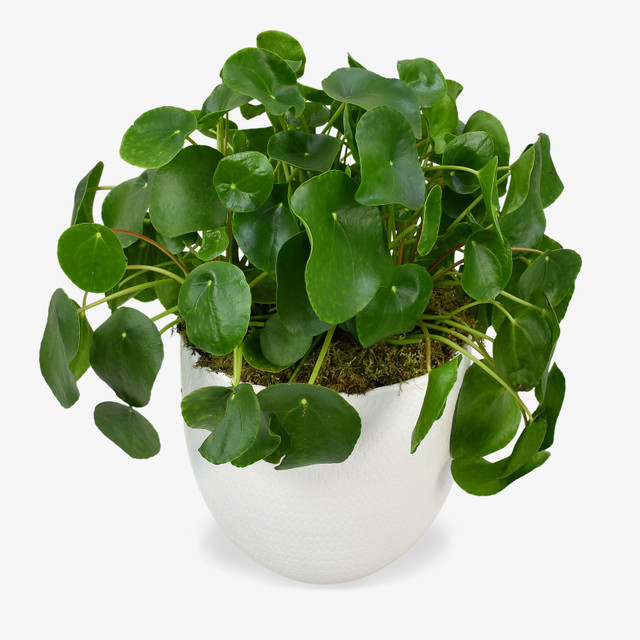 Large Money Plant
