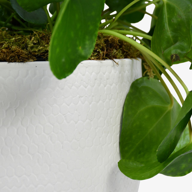 Large Money Plant