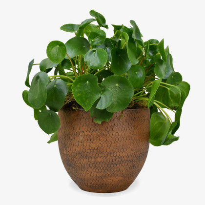 Large Money Plant