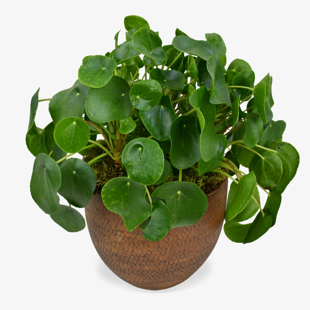 Large Money Plant