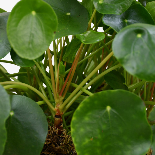Large Money Plant
