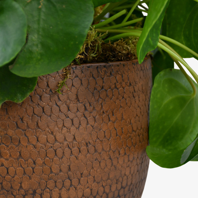 Large Money Plant