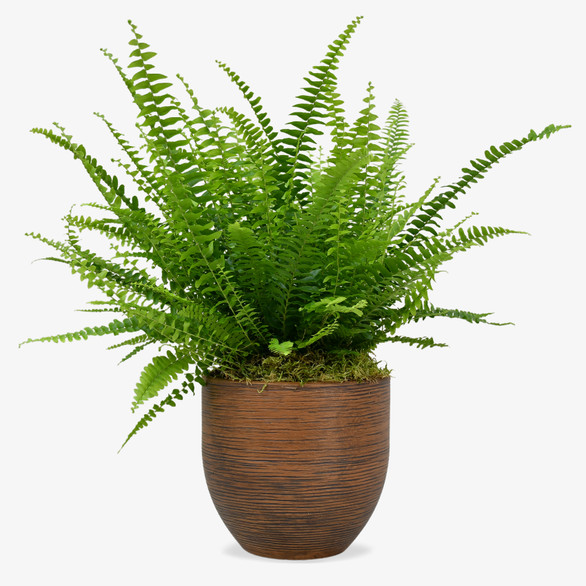 Boston Fern