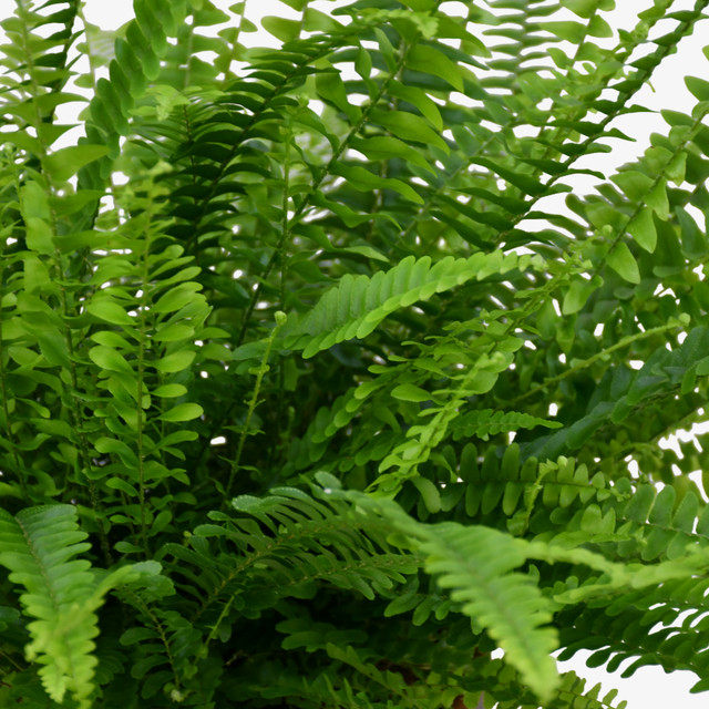 Boston Fern