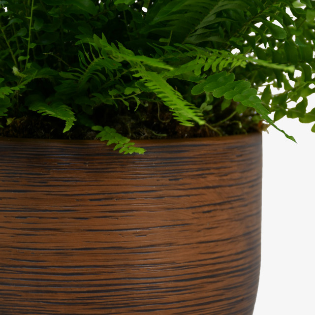 Boston Fern