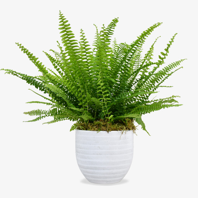 Boston Fern