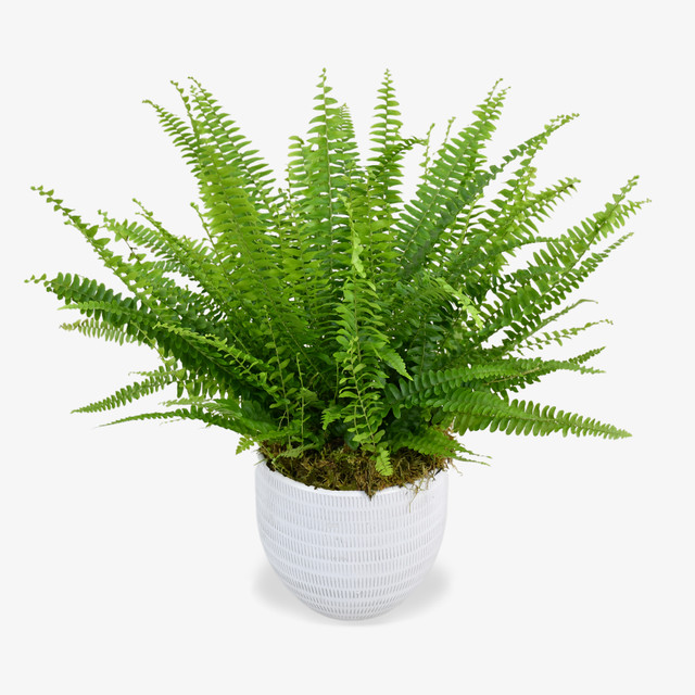 Boston Fern