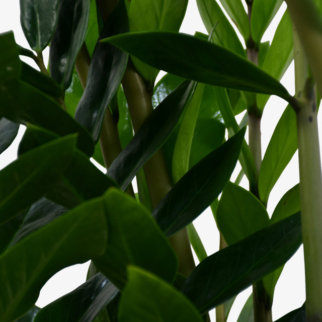 ZZ Plant