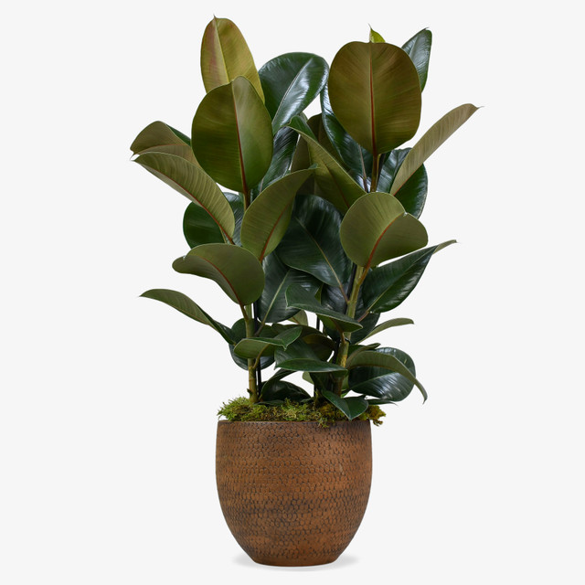 Rubber Fig