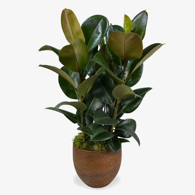 Rubber Fig