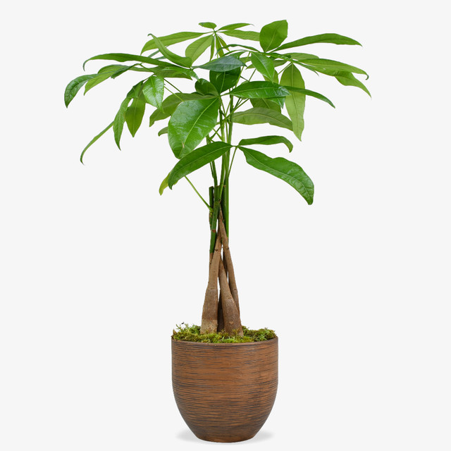 Chestnut