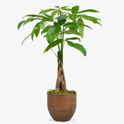 Chestnut