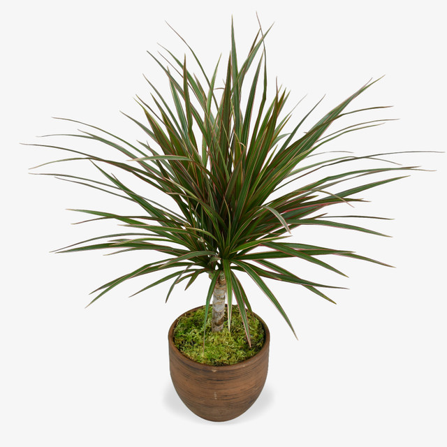 Dragon Tree