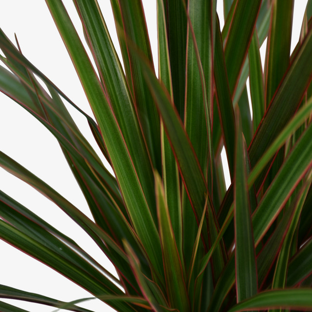 Dragon Tree