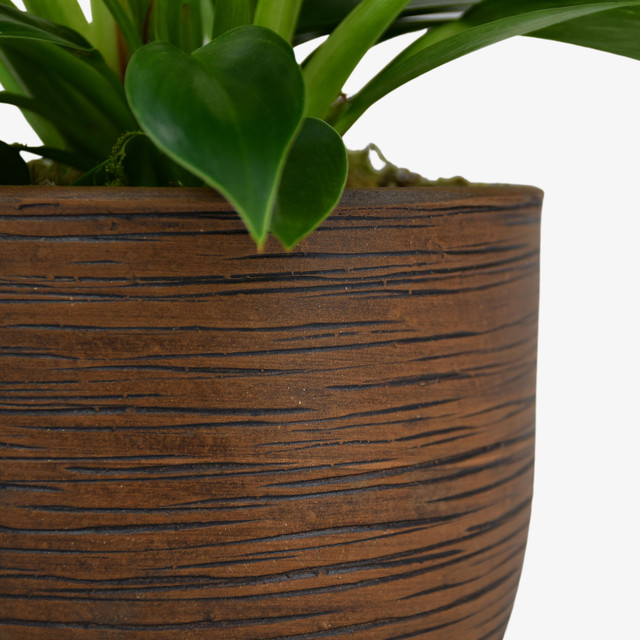 Philodendron