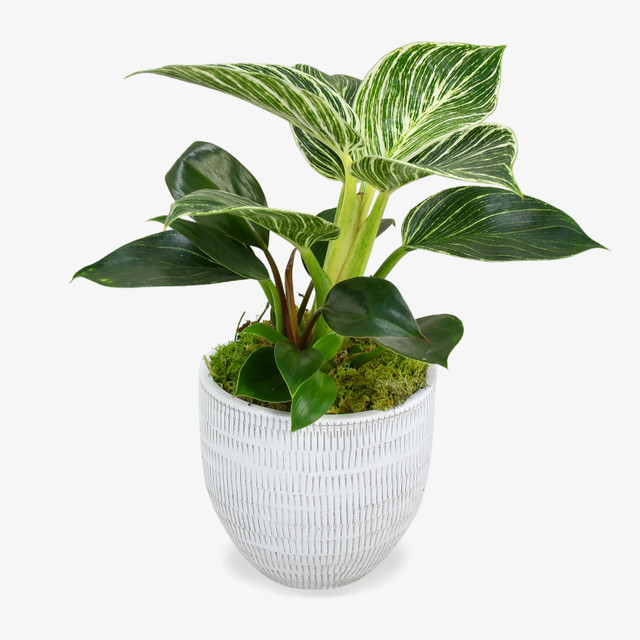 Philodendron
