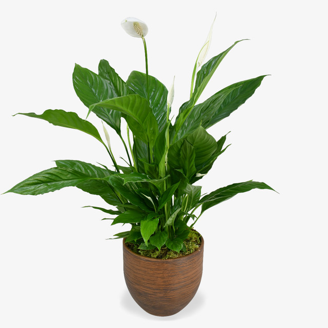 Peace Lily