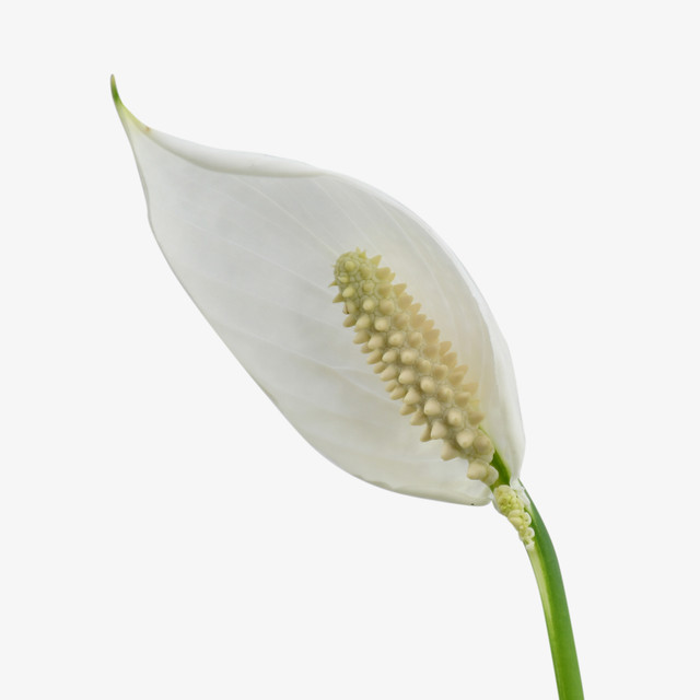 Peace Lily