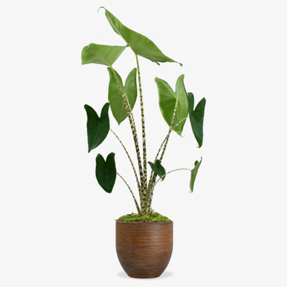 Zebra Plant