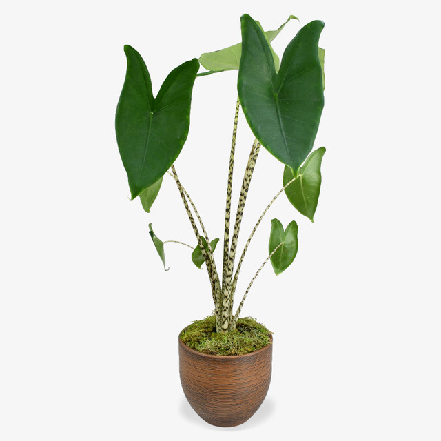 Zebra Plant