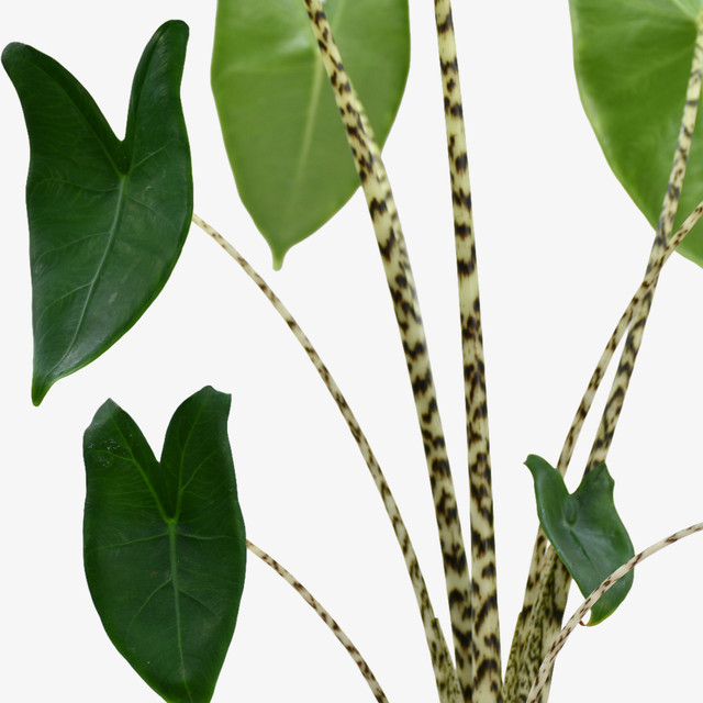 Zebra Plant